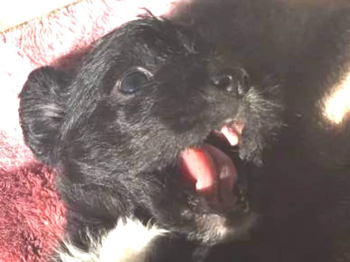 Cachorro ra a SRD idade 2 a 6 meses nome Fêmea 02