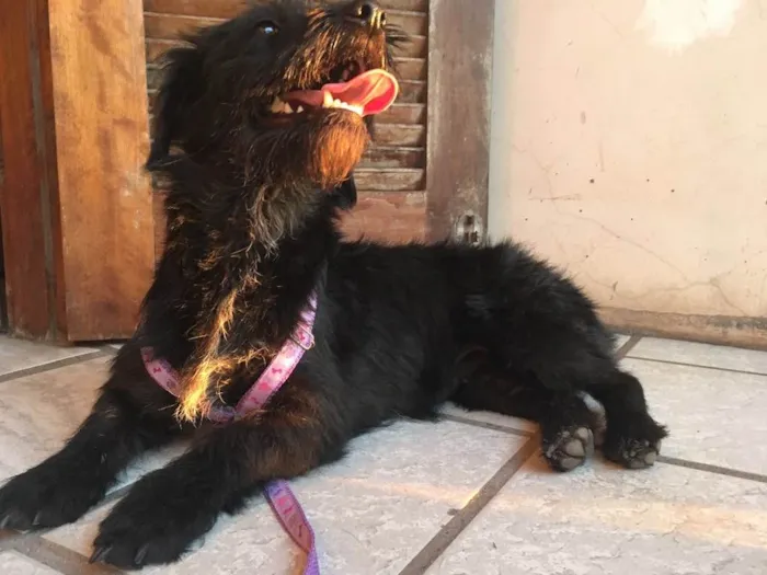 Cachorro ra a SRD idade 2 a 6 meses nome Fêmea 02