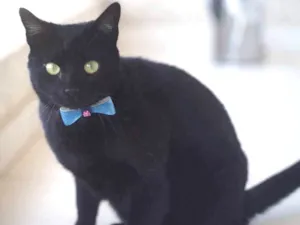 Gato raça  idade 4 anos nome Bruce