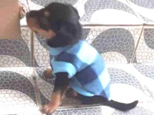 Cachorro raça Vira lata idade 2 a 6 meses nome Nina