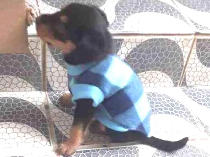 Cachorro ra a Vira lata idade 2 a 6 meses nome Nina