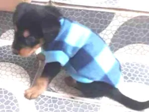 Cachorro raça Vira lata idade 2 a 6 meses nome Nina