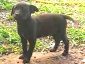 Cachorro raça Não identificada idade 2 a 6 meses nome Sem nome