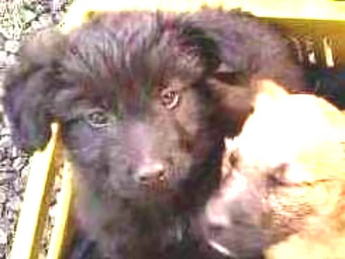 Cachorro raça Não identificada idade 2 a 6 meses nome Sem nome