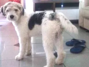 Cachorro raça Srd idade 3 anos nome Luigi