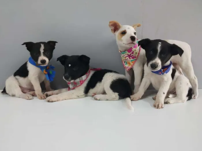 Cachorro raça SRD  idade 2 a 6 meses nome Filhotinhos 
