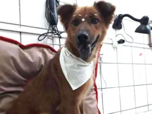 Cachorro raça Mestiça De Chow Chow idade 3 anos nome Vitória 