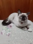 Meg