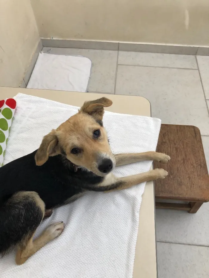 Cachorro ra a Srd idade 7 a 11 meses nome Maia