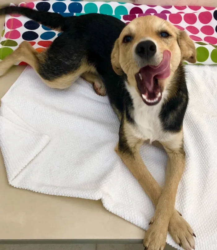 Cachorro ra a Srd idade 7 a 11 meses nome Maia