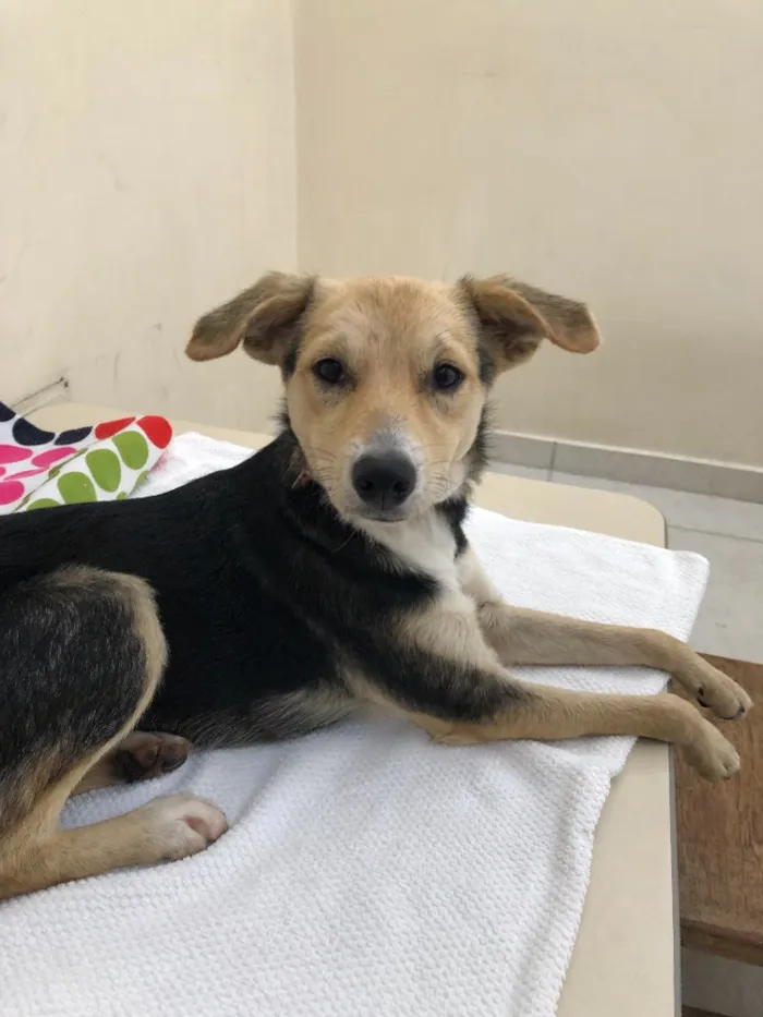 Cachorro ra a Srd idade 7 a 11 meses nome Maia