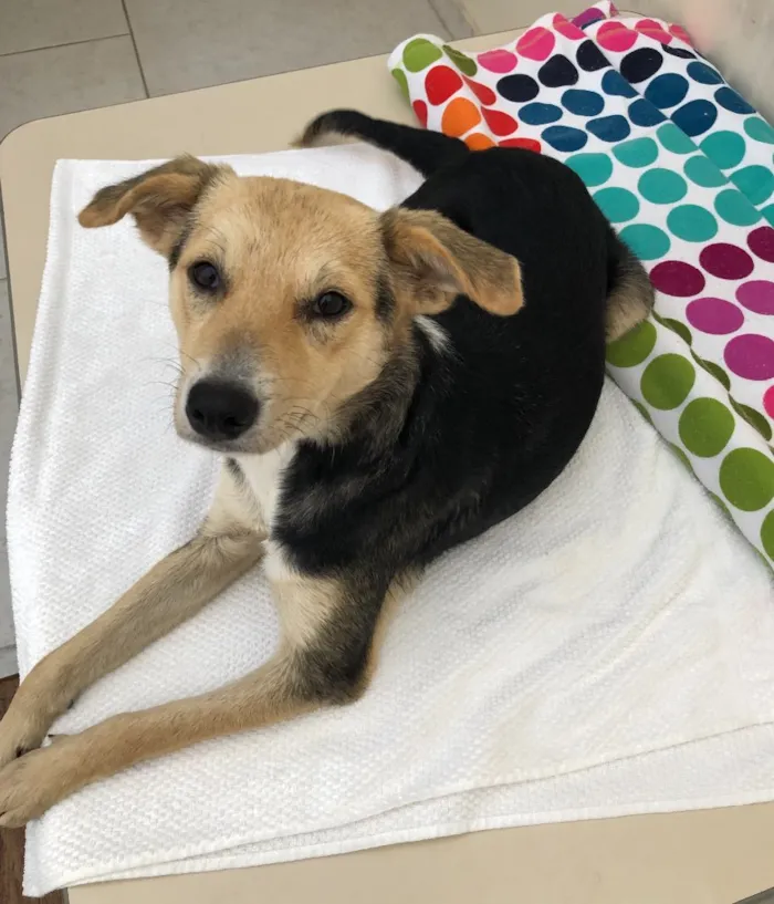 Cachorro ra a Srd idade 7 a 11 meses nome Maia