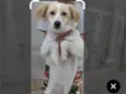 Catarina