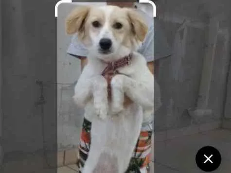 Cachorro raça Indefinida idade 2 anos nome Catarina