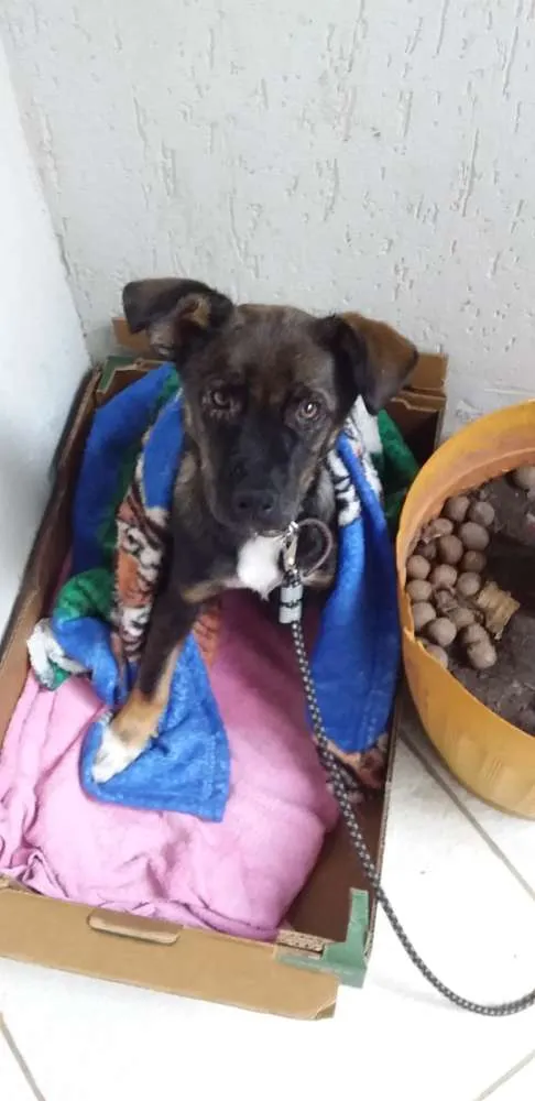 Cachorro ra a Não sei  idade 2 a 6 meses nome Thor