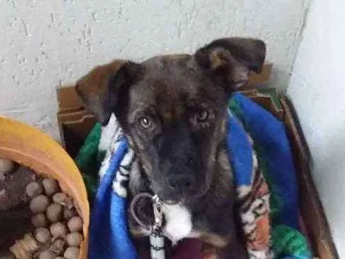 Cachorro ra a Não sei  idade 2 a 6 meses nome Thor