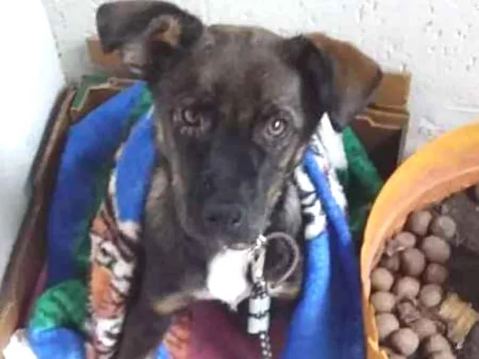 Cachorro ra a Não sei  idade 2 a 6 meses nome Thor