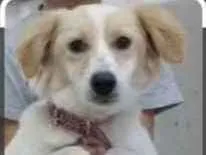 Cachorro raça Indefinida idade 2 anos nome Catarina