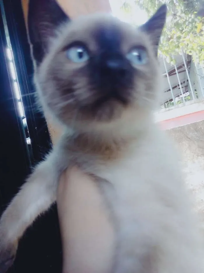 Gato raça Siamês idade 2 a 6 meses nome Yugi