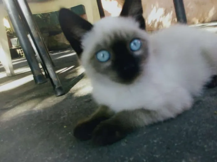 Gato raça Siamês idade 2 a 6 meses nome Yugi
