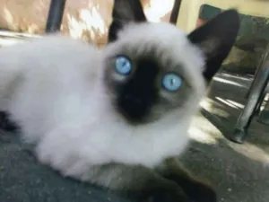 Gato raça Siamês idade 2 a 6 meses nome Yugi