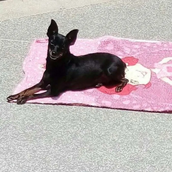 Cachorro ra a Pinscher idade 5 anos nome Nina e Meg