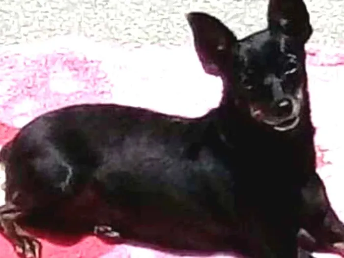 Cachorro ra a Pinscher idade 5 anos nome Nina e Meg