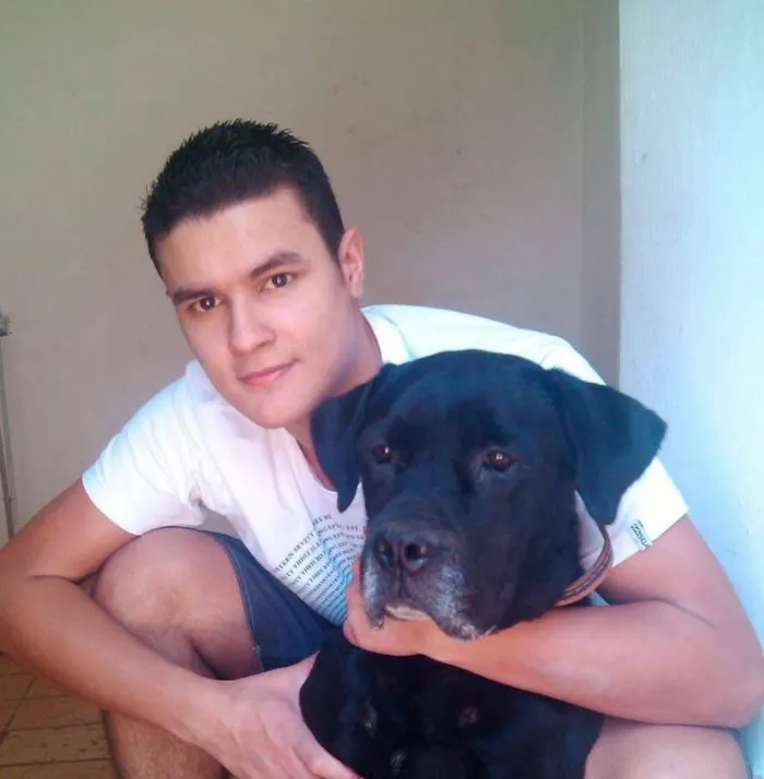 Cachorro ra a Labrador idade 6 ou mais anos nome Bolt