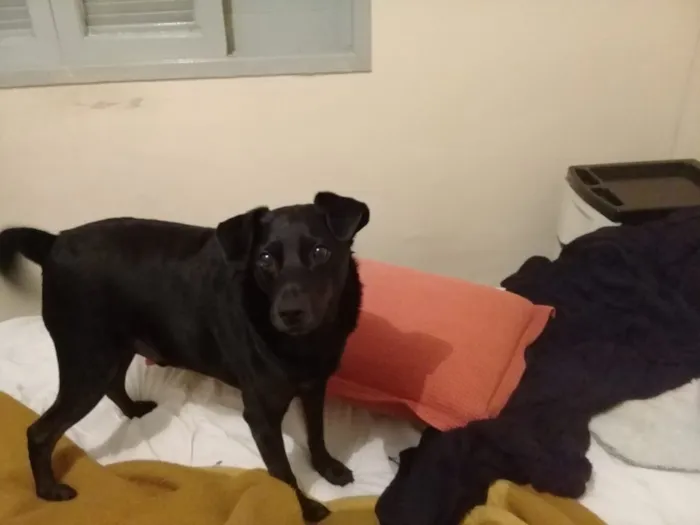 Cachorro ra a SRD idade 6 ou mais anos nome Pierre e Sultão