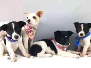 Cachorro raça SRD  idade 2 a 6 meses nome Filhotinhos 