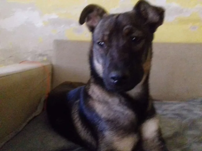 Cachorro ra a Srd idade 1 ano nome Zorro