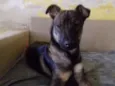Zorro