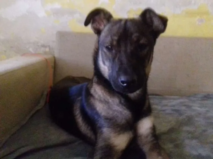 Cachorro ra a Srd idade 1 ano nome Zorro