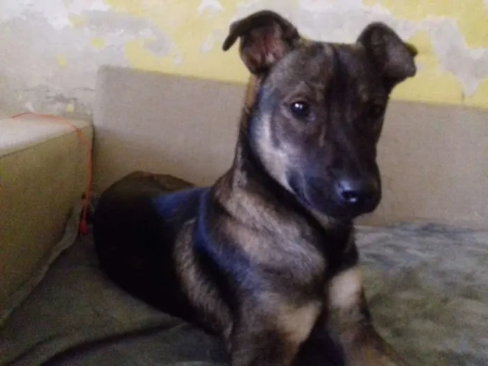 Cachorro ra a Srd idade 1 ano nome Zorro