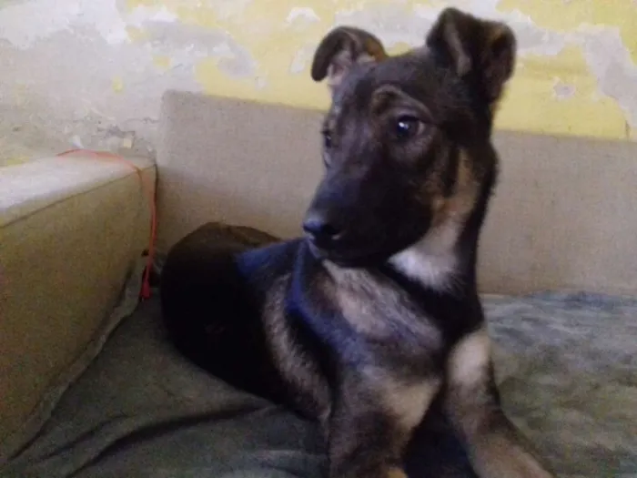Cachorro ra a Srd idade 1 ano nome Zorro