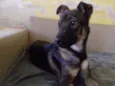 Zorro