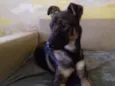 Zorro