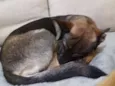Zorro