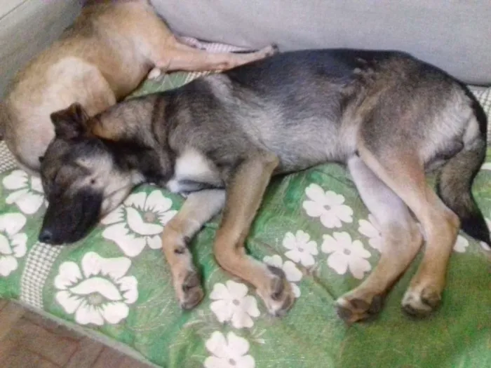 Cachorro ra a Srd idade 1 ano nome Zorro