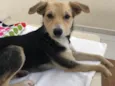 Maia