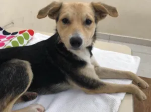 Cachorro raça Srd idade 7 a 11 meses nome Maia