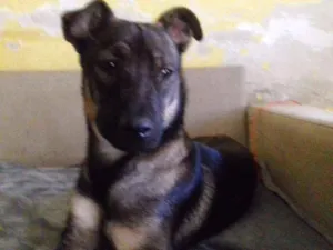 Cachorro raça Srd idade 1 ano nome Zorro