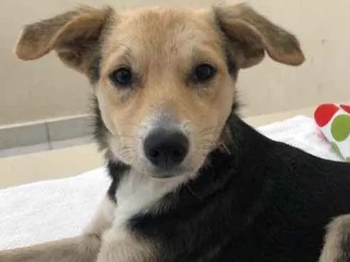 Cachorro ra a Srd idade 7 a 11 meses nome Maia