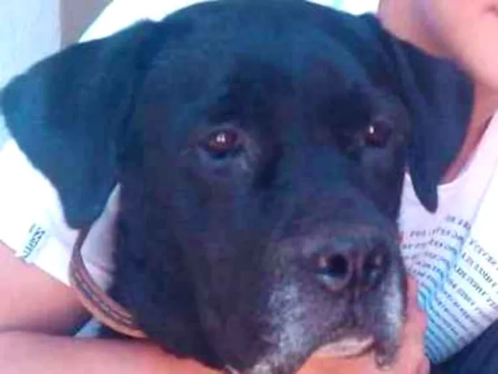 Cachorro ra a Labrador idade 6 ou mais anos nome Bolt