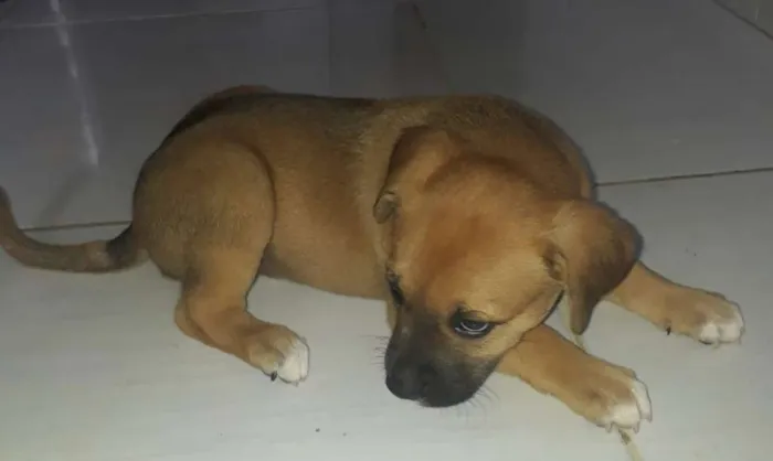 Cachorro raça Sem raça definida  idade Abaixo de 2 meses nome Filhotes 