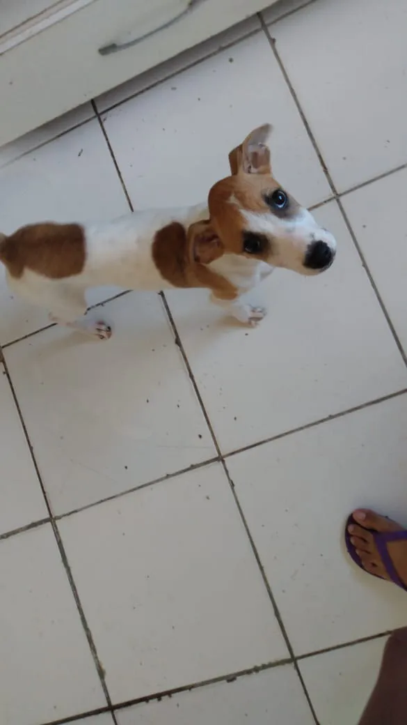 Cachorro ra a SDR idade 2 a 6 meses nome Nebulosa