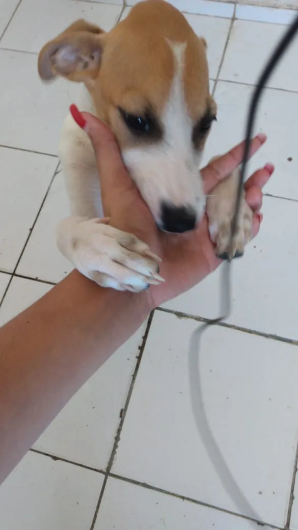 Cachorro ra a SDR idade 2 a 6 meses nome Nebulosa