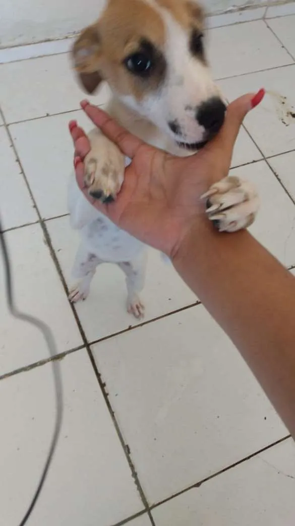 Cachorro ra a SDR idade 2 a 6 meses nome Nebulosa