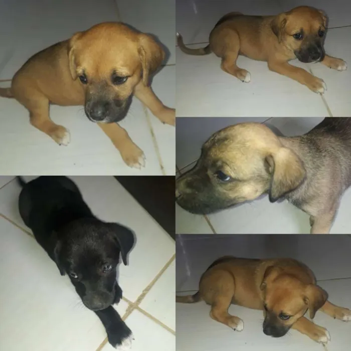 Cachorro raça Sem raça definida  idade Abaixo de 2 meses nome Filhotes 