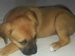Cachorro raça Sem raça definida  idade Abaixo de 2 meses nome Filhotes 